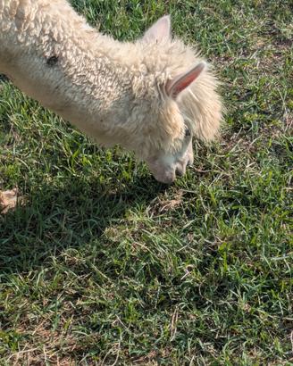 Alpaca giovani e femmine gravide