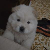 Cucciolo chow chow