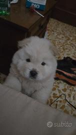 Cucciolo chow chow