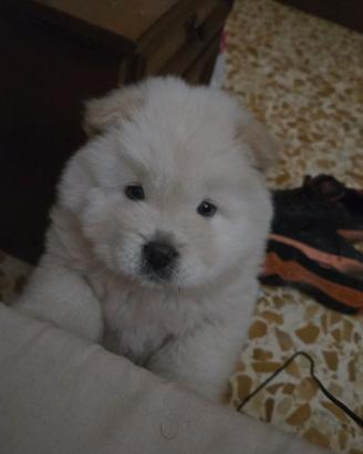 Cucciolo chow chow