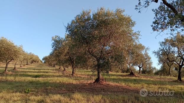 Oliveto con annesso