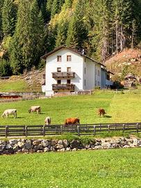 Casa vacanze immersa nella natura