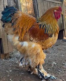 Galline