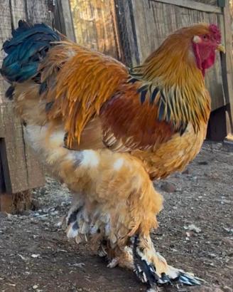Galline