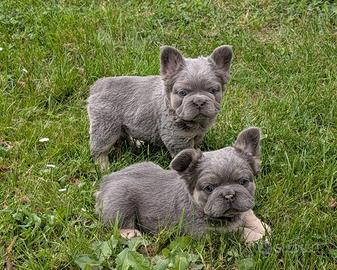 Bulldog francese lilac