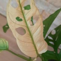 Monstera adansonii variegata gost