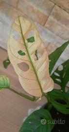 Monstera adansonii variegata gost