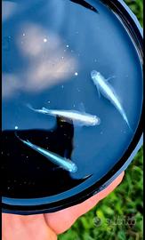 Medaka miyuki tekkamen