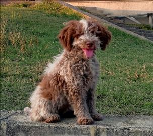 Cucciolo di Lagotto pronto