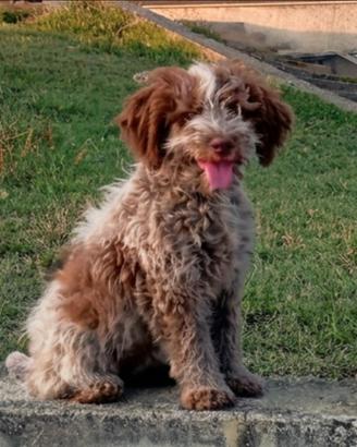 Cucciolo di Lagotto pronto
