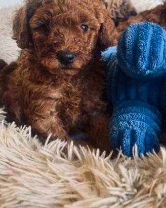 Cuccioli barboncini toy maschi