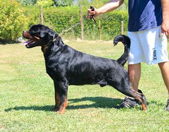Cuccioli rottweiler alta genealogia