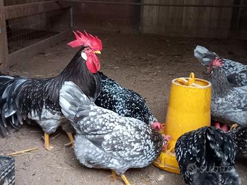 Pulcini gallina razza Ancona nera e blu