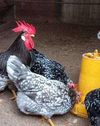 Pulcini gallina razza Ancona nera e blu
