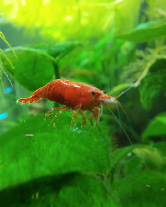 Gamberetti Caridine RED SAKURA per acquario
