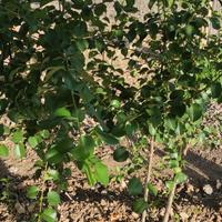 Piante di ciliegio selvatico 