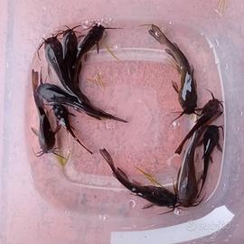 Pesce Gatto Nero Nostrano Italiano Lago Pond