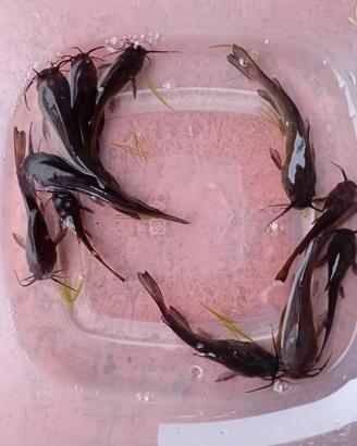 Pesce Gatto Nero Nostrano Italiano Lago Pond