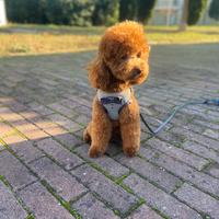 Barboncina per monta