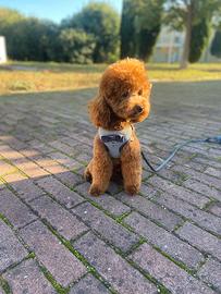 Barboncina per monta