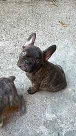 Bulldog francese