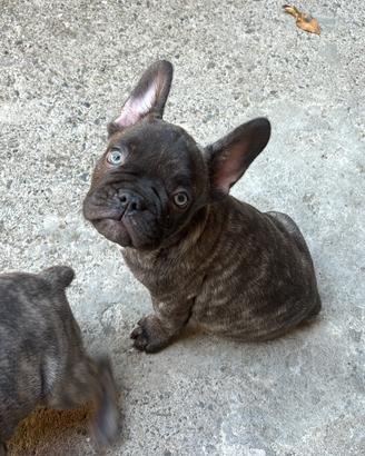 Bulldog francese