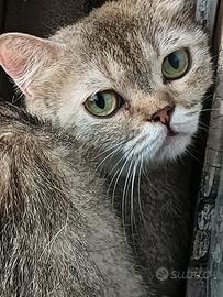 British shorthair