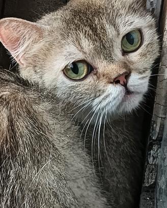 British shorthair