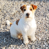 Jack russel terrier per accoppiamento