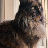 Gatto maine coon