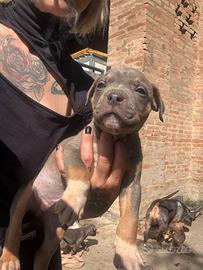 Cuccioli di Pit Bull con pedigree anche a rate