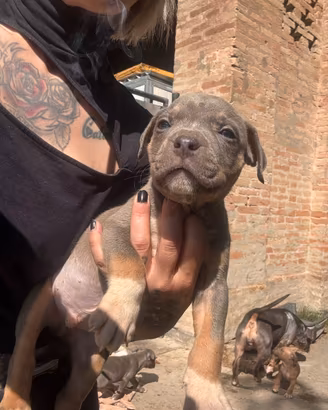 Cuccioli di Pit Bull con pedigree anche a rate