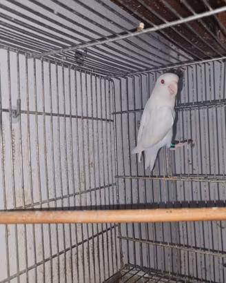 Inseparabili albini e portatori coppie