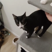 Gattino bianco e nero