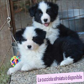Border collie cuccioli