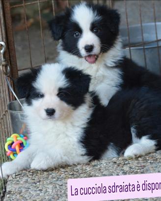 Border collie cuccioli
