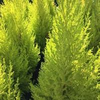 Piante Cipresso Gold Crest