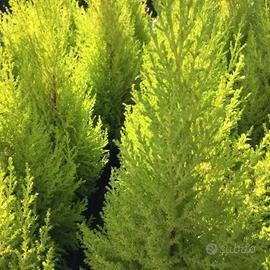 Piante Cipresso Gold Crest