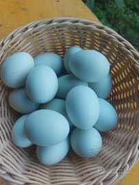 Araucana - Uova azzurre