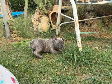 Bulldog francese maschio lillac