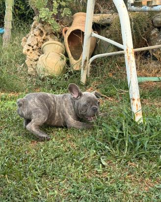 Bulldog francese maschio lillac