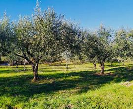 TER. AGRICOLO A BASSANO ROMANO