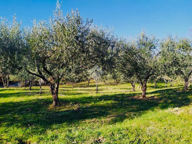 TER. AGRICOLO A BASSANO ROMANO