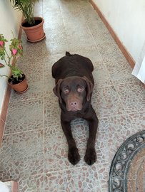 Cuccioli di labrador