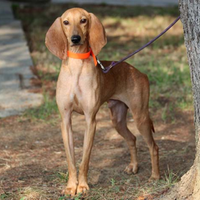 Segugio Italiano da caccia