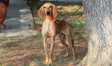 Segugio Italiano da caccia