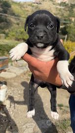Cuccioli Pitbull
