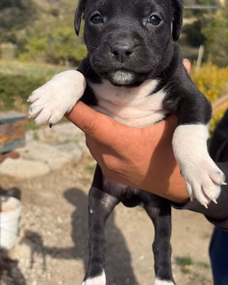 Cuccioli Pitbull