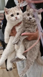 Scottish Fold/Straigt e British