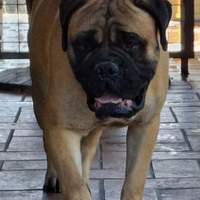 Maschio bullmastiff per MONTA